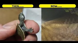 Thumbnail: How I keep my turtles