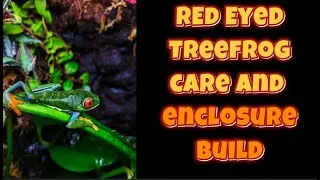 Thumbnail: Red Eyed Tree Frog Care Guide and Enclosure Build!!!