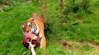 Thumbnail: How Strong Are Tigers? Zoo Keepers Take On Big Cats in Tug of War!