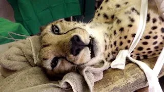Thumbnail: Cheetah Emergency Surgery After Lion Attack and Orphan Rhino Calf Rescue