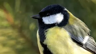 Thumbnail: Why One Great Tit Flew From Germany to French Lavender