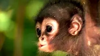 Thumbnail: Wild Baby Animals Caught on Camera - Funny and Adorable Wildlife Moments