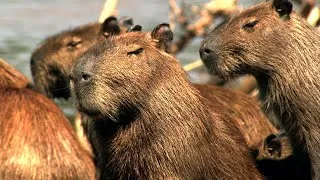 Thumbnail: South America's Natural Wonders - Wildlife, Rainforests and Epic Landscapes