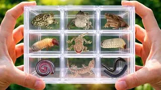 Thumbnail: Hunting in the garden to catch unique creatures millipedes,toad,gecko, and beetle larvae #millipede 