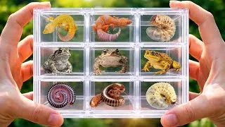 Thumbnail: Catch gecko, giant river toads, millipedes and beetle larvae in the rice fields #millipede #animals 