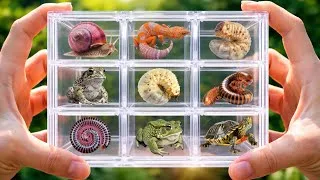 Thumbnail: Catching Reptiles and Insects,I Found a Beetle Larva, Gecko, Toad, millipede and Snail! #millipede