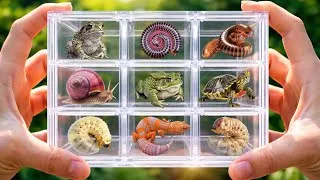 Thumbnail: Catching Reptiles and Insects,I Found a Toad, Beetle Larva, Millipede, Gecko, and Snail! #millipede