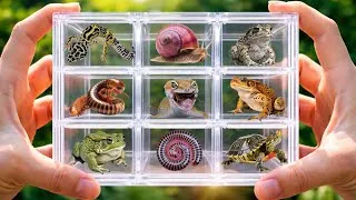 Thumbnail: Catching Toads, Snails, Millipedes, Geckos & Turtles in the Garden! #millipede #toad #gecko #snail
