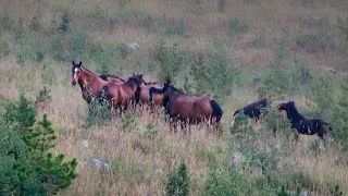 Thumbnail: A Wild Horse Family Thrives Deep In A Hidden Mountain Valley 
