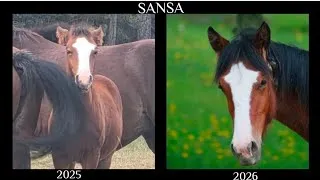 Thumbnail: Less than 20% survive. These 2025 foals defied the odds. Alberta Wild Horses