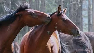 Thumbnail: Alberta Wild Horses | 'Skars' Band Found Grazing In The Forest