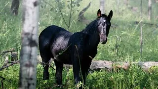 Thumbnail: A Wild Horse Family Is Split In Two || Rival Stallion Takes Claim Of 2 Mares & Their Foals