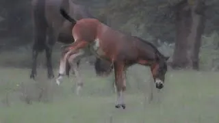 Thumbnail: Wild Colt Leaves His Family To Play With Older Bachelor Stallions | Alberta Wild Horses