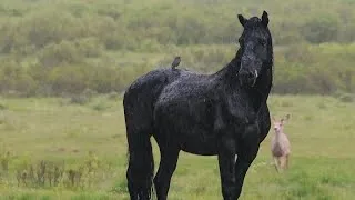 Thumbnail:  We were filming a wild stallion..Then something caught our eye