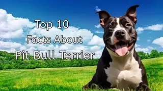 Thumbnail: Top 10 Facts about pitbull terrier |  Pitbull terrier amazing facts