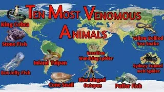 Thumbnail: Top 10 most venomous animals in the world | Top 10 most dangerous animals on earth