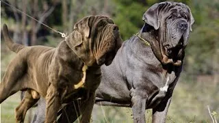 Thumbnail: Top 5 most aggressive dogs in the world | Top 5 most dangerous dogs on earth