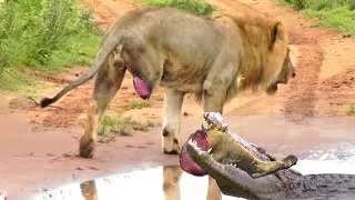 Thumbnail: Lion Losing One Leg Due to Crocodile's Attack While Crossing the River!  The Lions' Revenge!