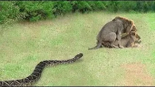 Thumbnail: The Lion's Excitement Made the Python Angry And The Frightening Battle Was