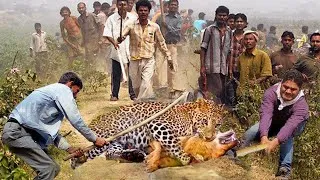 Thumbnail: OMG! Leopard Bursts Into People's House Hunting Dogs  Angry Villager Chased Leopard Back to Forest