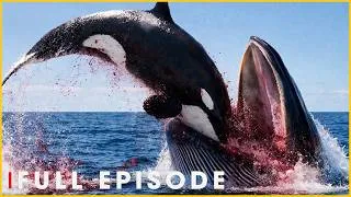 Thumbnail: Wild Orca Encounters and Hunting Strategies | Nature Animal Documentary