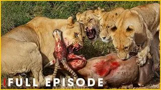 Thumbnail: The Rise of Alpha Lions in Nature | Nature Animal Documentary