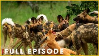 Thumbnail: Wild Dogs Hunting in Perfect Harmony | Nature Animal Documentary