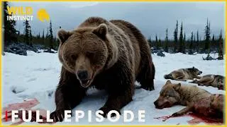 Thumbnail: Exploring Grizzly Territory: Life in the Harsh Wilderness | Nature Animal Documentary