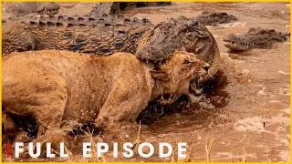 Thumbnail: Savage Crocodile Encounters with Apex Predators | Nature Animal Documentary