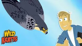 Thumbnail: Peregrine Falcons | Fastest Animal in the World | Animals for Kids | Wild Kratts