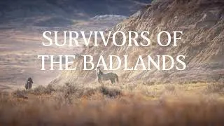 Thumbnail: Wild Horses in the Badlands - Documentary Clip