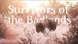Thumbnail: Bison - Survivors of the Badlands in Theodore Roosevelt National Park