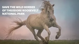 Thumbnail: The Wild Horses of Theodore Roosevelt National Park Need Your Help!