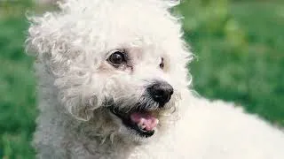 Thumbnail: Wildlife relaxing video