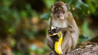 Thumbnail: Monkey Wildlife Animals Lobster  Meditation, Frequency Vibrations Yoga Stress Relief | Study Music