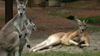 Thumbnail: Kangaroo Wildlife Animals Lobster  Meditation, Frequency Vibrations Yoga Stress Relief | Study Music