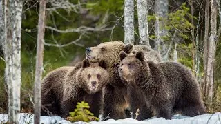 Thumbnail: Bears Wildlife Animals Lobster  Meditation, Frequency Vibrations, Yoga, Stress Relief | Study Music