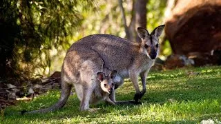 Thumbnail: kangaroo  | The Most Relaxing Music  | Nature Relaxing | Meditation | Stress Relief