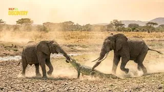 Thumbnail: Elephants Shatter Crocodile Power | Not Lions—This Is the True Destroyer of Crocodiles | Animals 4K