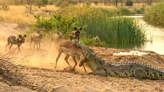 Thumbnail: Crocodiles and Devastating Attacks That Make Prey Pay a Terrible Price || Crocodile Documentary
