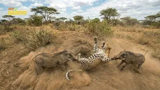 Thumbnail: Leopard: Sudden Ambushes by the Most Dangerous Predator in the Wild || Wildlife Documentary