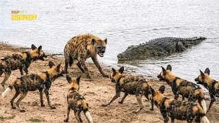 Thumbnail: Wild Dogs Show Who Rules the African Savanna | The Dominant Battle || Animals 4K