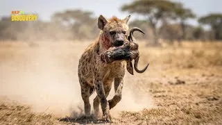 Thumbnail: Hyenas: The Silent Killers of the Steppe | Wildlife Documentary