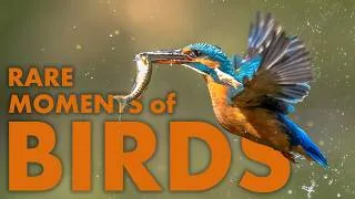 Thumbnail: AMAZING LIFE OF BIRDS | Full Wildlife Documentary