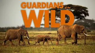 Thumbnail: HEROES of Conservation | Full Documentary