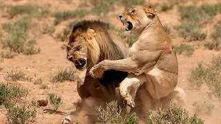 Thumbnail: Welcome to Wildlife Film Central | Channel Trailer