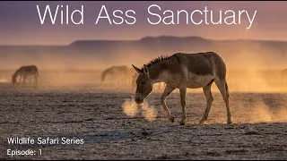 Thumbnail: Wild Ass Sanctuary, Little Rann of Kutch | Wildlife Safari Series, Ep: 1