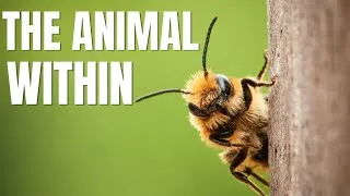 Thumbnail: The Animal Within: The Communicators | National Geographic Hindi | Animal Planet in Hindi