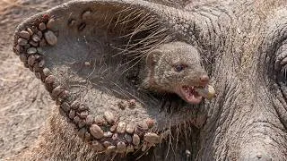 Thumbnail: The Secret Life of Banded Mongooses on the African Savannah | Wildlife Documentary | Symbiotic Life
