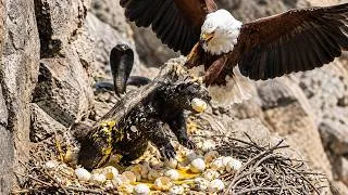 Thumbnail: Mother Honey Badger Defies Eagle Talons and Black Cobra Venom to Bring Eggs Back to Her Cubs